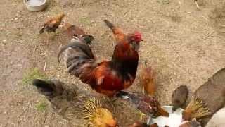 Ameraucana Chickens [upl. by Nalloh]