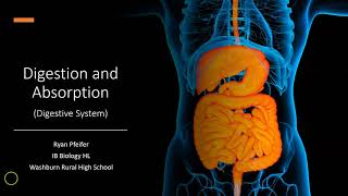 Digestion and Absorption  Digestive System [upl. by Brenan]