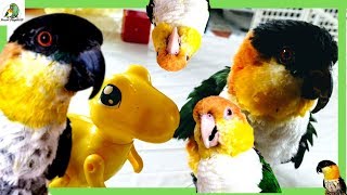 Caique Parrots Playing Hopping Attacking  Crazy Parrot Compilation [upl. by Eikcin]