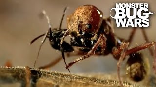 Leafcutter Ant Soldier vs Speckled House Spider  MONSTER BUG WARS [upl. by Teressa]