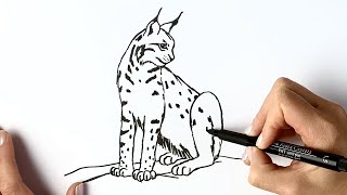 How to draw a lynx cat [upl. by Ayekam429]