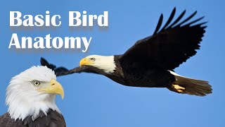 Basic Bird Anatomy [upl. by Trotter766]