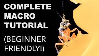 Complete Macro Photography Tutorial for Beginners [upl. by Eninnaj]