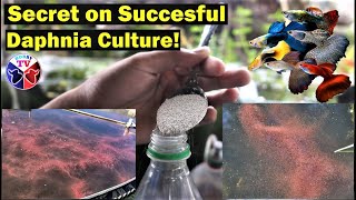 How to Culture Daphnia Successfully [upl. by Kenwee]