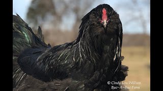 HEN or a ROOSTER How to tell Easter Egger  Ameraucana Cockerel [upl. by Neerehs]