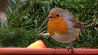 chant des oiseaux relaxant [upl. by Deb387]