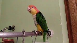 Ollie the Caique Singing in the Shower [upl. by Grobe]