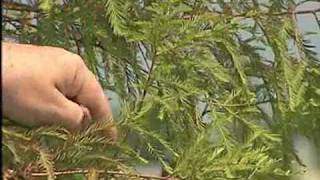 Spider Mites and Bald Cypress [upl. by Emrich87]