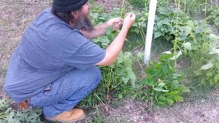 Growing Anasazi Beans on a DIY Tower [upl. by Anatole650]