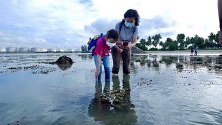 Pulau Hantu  intertidal walk and day tour 新加坡最美海岛 魔鬼岛 [upl. by Hoover366]