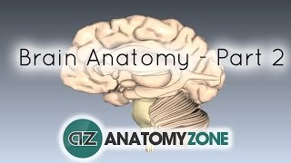 Basic Parts of the Brain  Part 2  3D Anatomy Tutorial [upl. by Eissac]