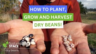 How To Plant Grow and Harvest Dry Beans [upl. by Anav141]