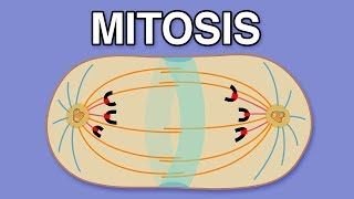 MITOSIS CYTOKINESIS AND THE CELL CYCLE [upl. by Habeh195]