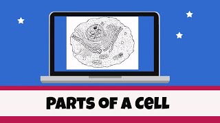 Cell Organelles and their functions [upl. by Birk312]