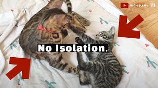 Introduce Cats amp Kittens WITHOUT SeparationIsolation Fastest Method [upl. by Benco]