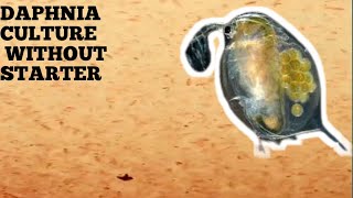 HOW TO CULTURE DAPHNIA NATURALLY WITHOUT A STARTER [upl. by Lalla723]