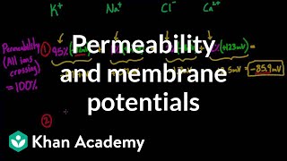 Permeability and membrane potentials  Circulatory system physiology  NCLEXRN  Khan Academy [upl. by Okajima]