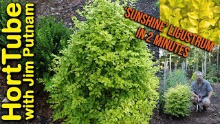 Sunshine Ligustrum in 2 Minutes💛🌿 [upl. by Melgar415]