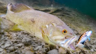 How Fish React To Different Lures Underwater Bite Footage [upl. by Omsoc]