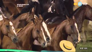 Ingreso de Tropillas Entabladas en el Festival de Jesús María 2016 [upl. by Toms]