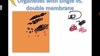 Structure and Function of Organelles 2016 IB Biology [upl. by Anatniuq]