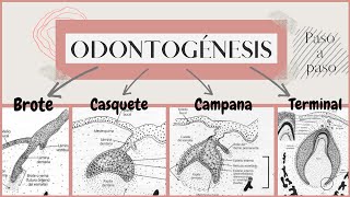 Odontogénesis paso a paso  Desarrollo del diente  OdontologiaconCri [upl. by Moscow328]