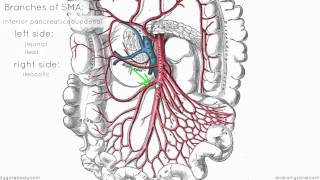 Superior Mesenteric Artery  Anatomy Tutorial [upl. by Nanreik861]