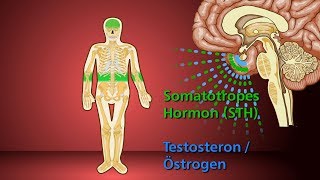 Knochenwachstum  Schulfilm Biologie [upl. by Chalmer]