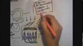 Sistema Vestibular y Equilibrio didáctico [upl. by Mecke]