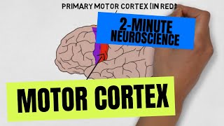 2Minute Neuroscience Motor Cortex [upl. by Spark36]