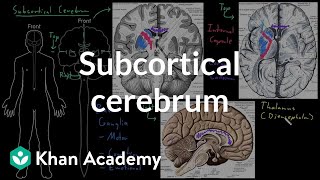 Subcortical cerebrum  Organ Systems  MCAT  Khan Academy [upl. by Sualocin238]