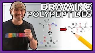 Intro to Peptides and Drawing Polypeptides [upl. by Kisung823]