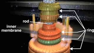 bacterial flagellum [upl. by Fries]