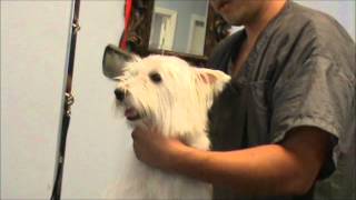 Grooming a Nervous Westie West Highland Terrier [upl. by Nothgiel]