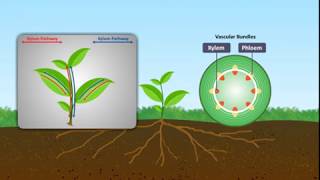 Mechanism of Water Absorption in Plants [upl. by Nuyh]