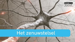 Het zenuwstelsel  Creatief met Biologie [upl. by Ferne]