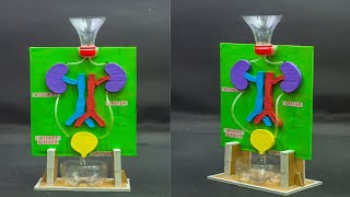 School Science Projects  Kidney Working Model [upl. by Renwick]