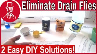 How to Get Rid of Drain Flies [upl. by Gula]