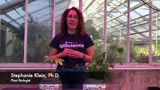 Nitrogen Deficiency Symptoms in Plants [upl. by Michaud]