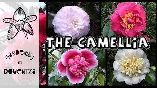 Growing Camellias  the most breathtaking varieties [upl. by Gusta]