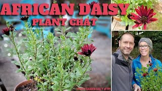 💗 African Daisy Plant Chat  SGD 199 💗 [upl. by Asserat]