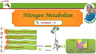 Biological nitrogen fixation Nitrogen fixation [upl. by Araic138]