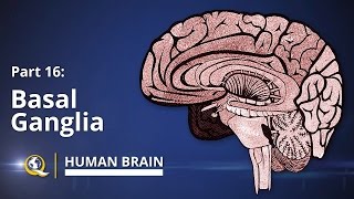 Basal Ganglia  Human Brain Series  Part 16 [upl. by Reibaj]