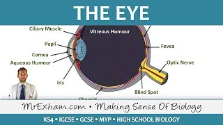 The Eye  GCSE Biology 91 [upl. by Stavros]