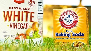 Vinegar vs Baking Soda Weed Killer Comparison [upl. by Eniluqaj64]