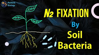 Nitrogen Fixation by Soil Bacteria [upl. by Latsirk719]