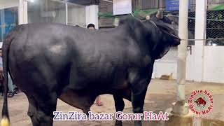 massive black sahiwal bull showtime [upl. by Eeldarb]