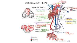 Circulación fetal ACTUALIZACIÓN 2024 [upl. by Nylekcaj20]