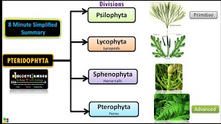 Classification of Pteridophytes with Example  Plant Classification [upl. by Nilat]