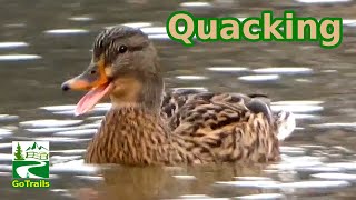 Mallard duck quacking  call sounds  Female  Hen [upl. by Eillime]